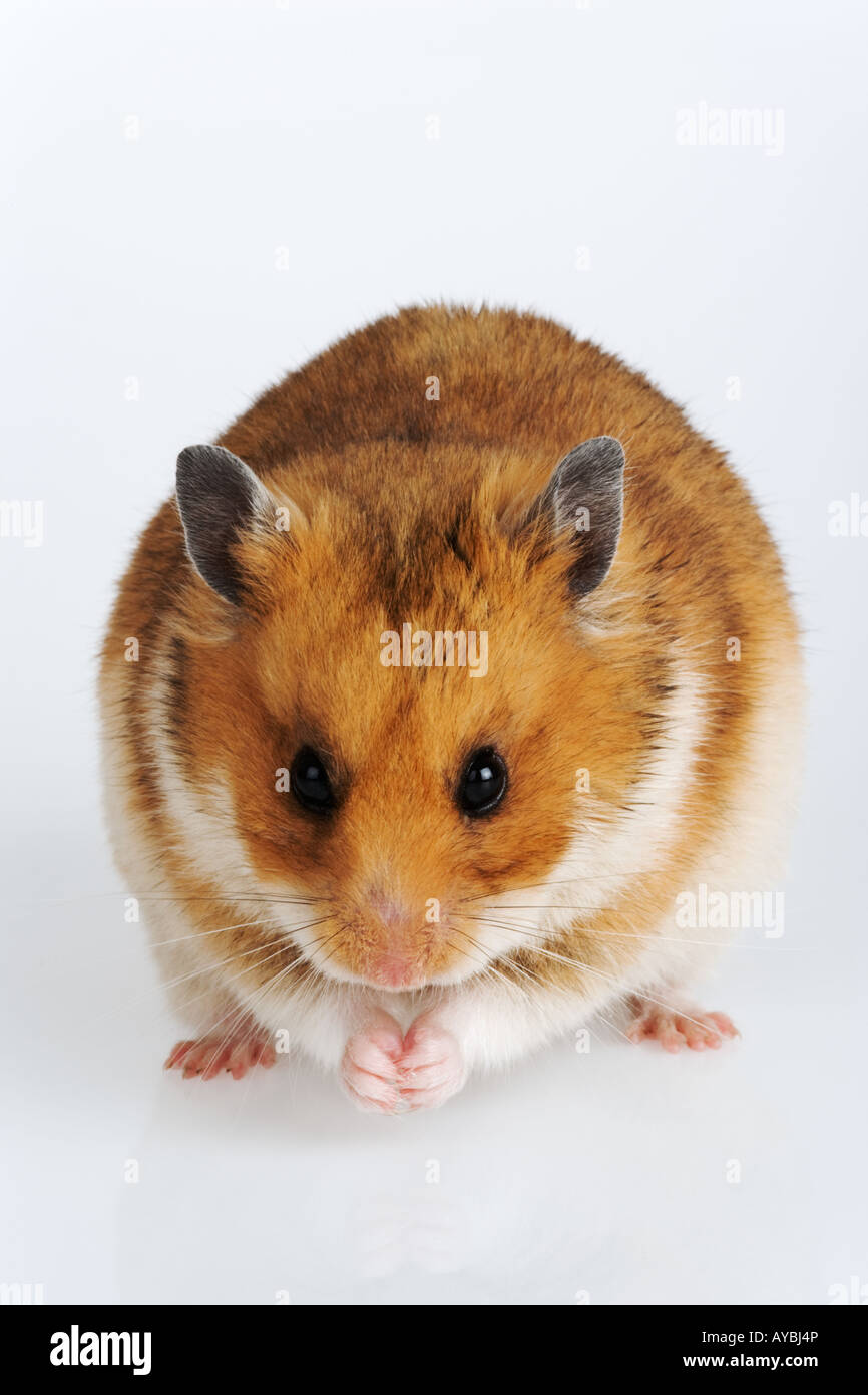 Syrian hampster golden hampster portrait of a syrian hamster nocturnal