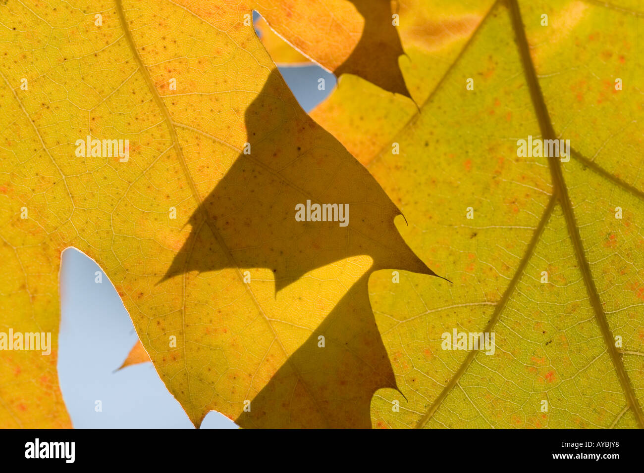 Unusual maple leaf hi-res stock photography and images - Alamy