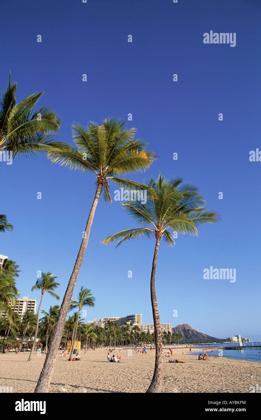 Beaches palm trees hi-res stock photography and images - Alamy