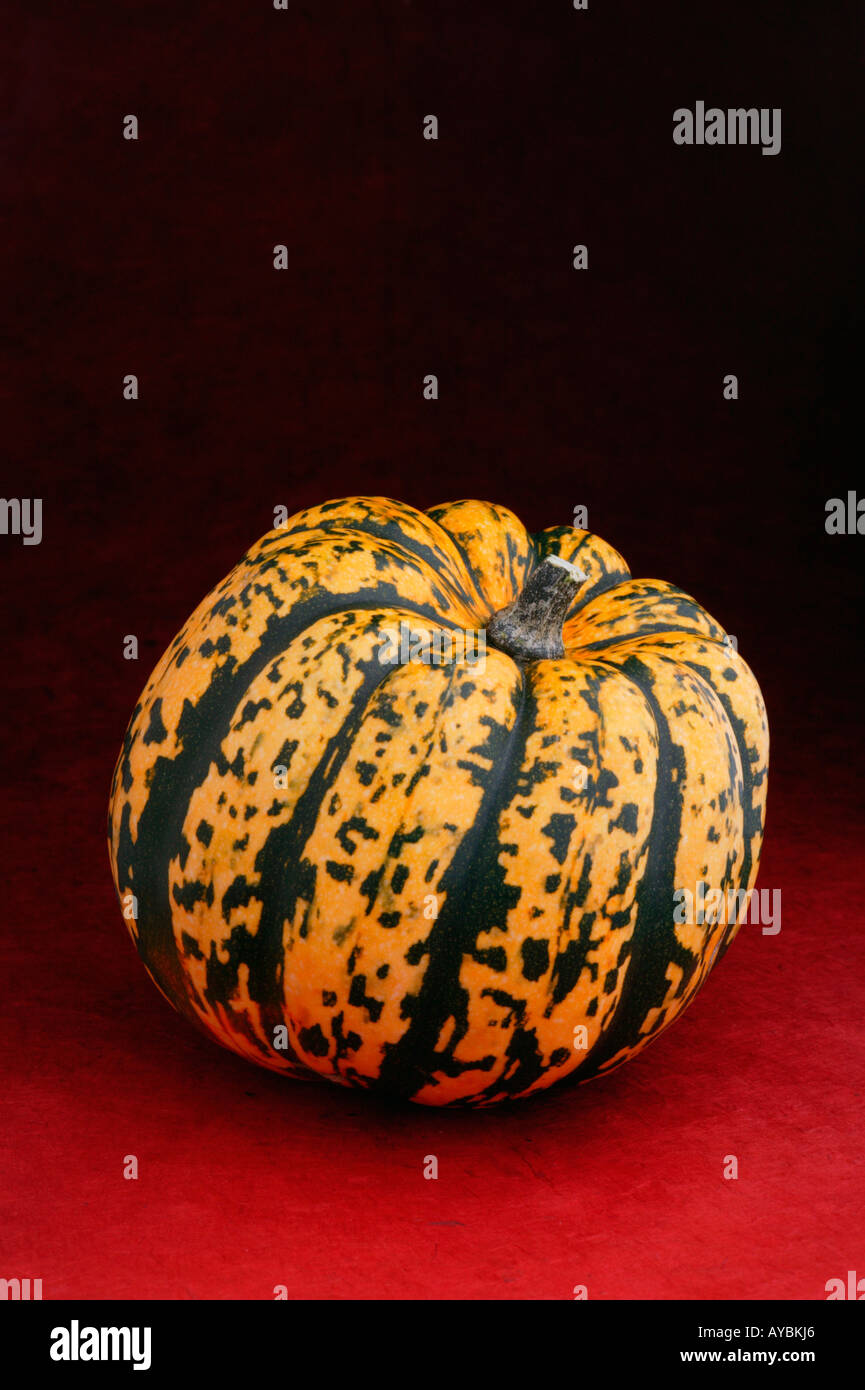 Organic Harlequin Squash Stock Photo