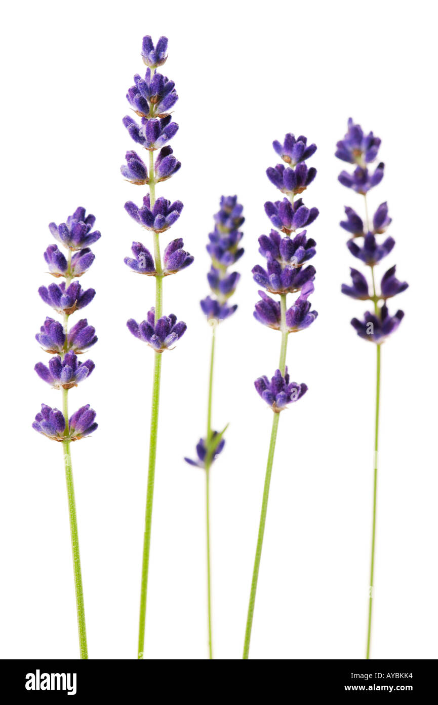 Lavandula angustifolia 'Hidcote' (Lavender) flower stems against