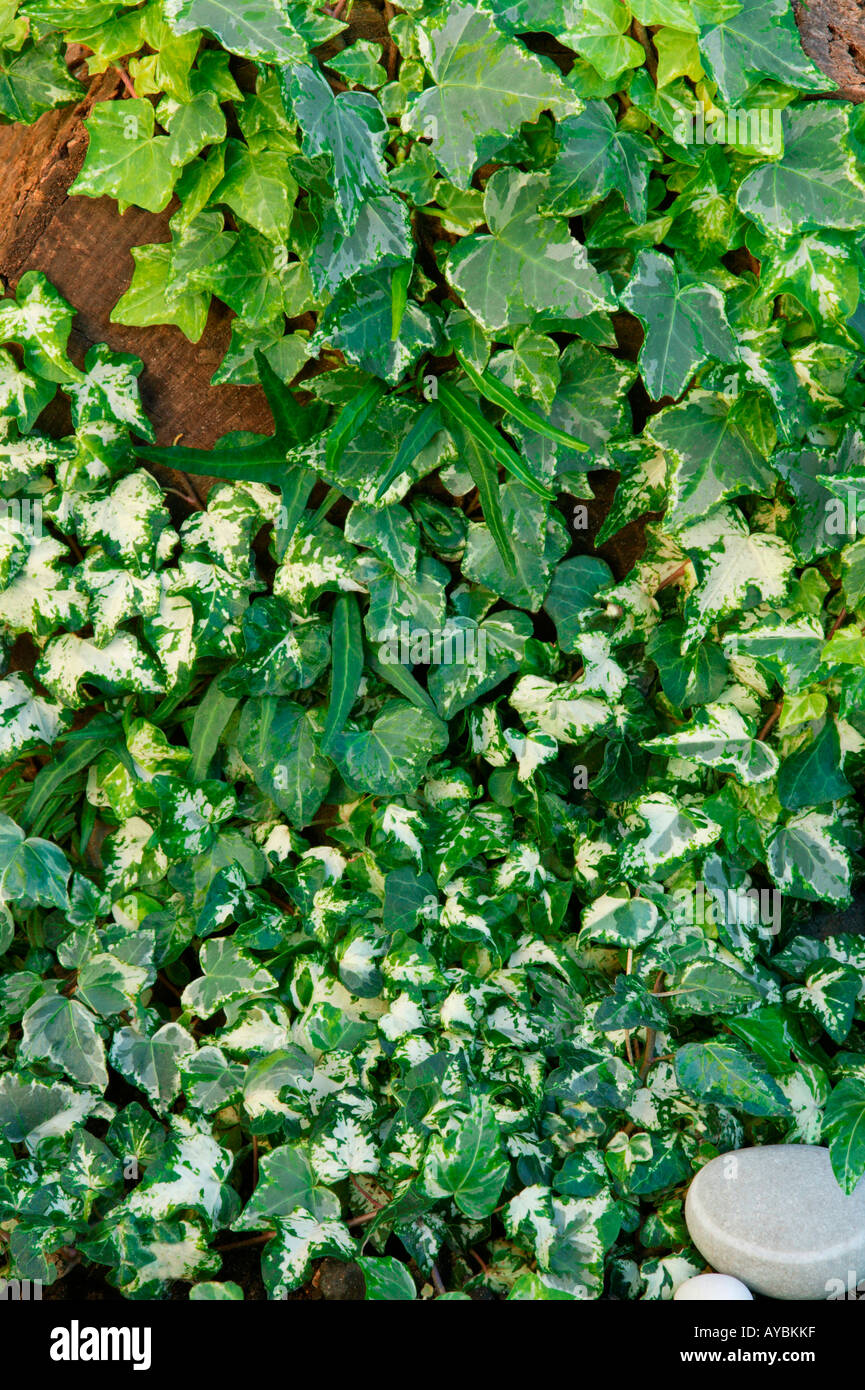 Hedera helix (ivy) - different forms growing over a log Stock Photo