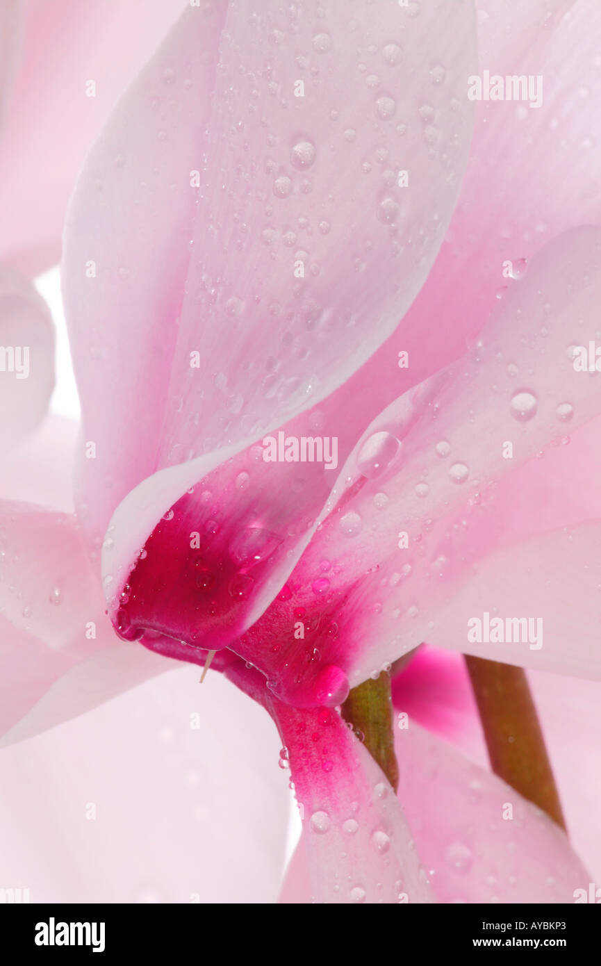 Pink Cyclamen with water droplets against white background Stock Photo