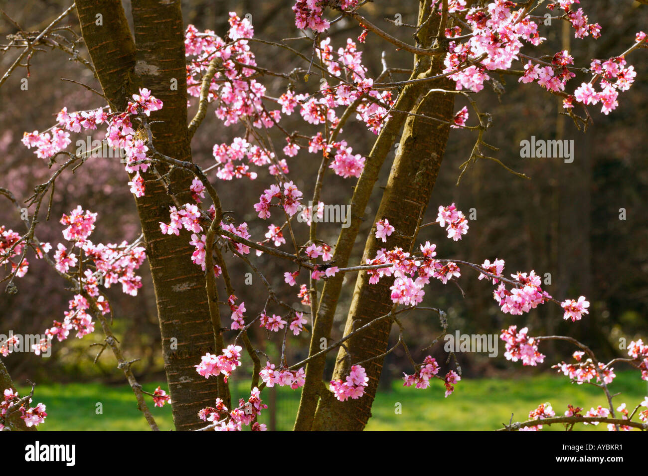 Prunus 'Accolade' cross between P. sargentii and P. subhirtella (Ornamental Cherry) - pink flowers in March, Gloucestershire UK. Stock Photo