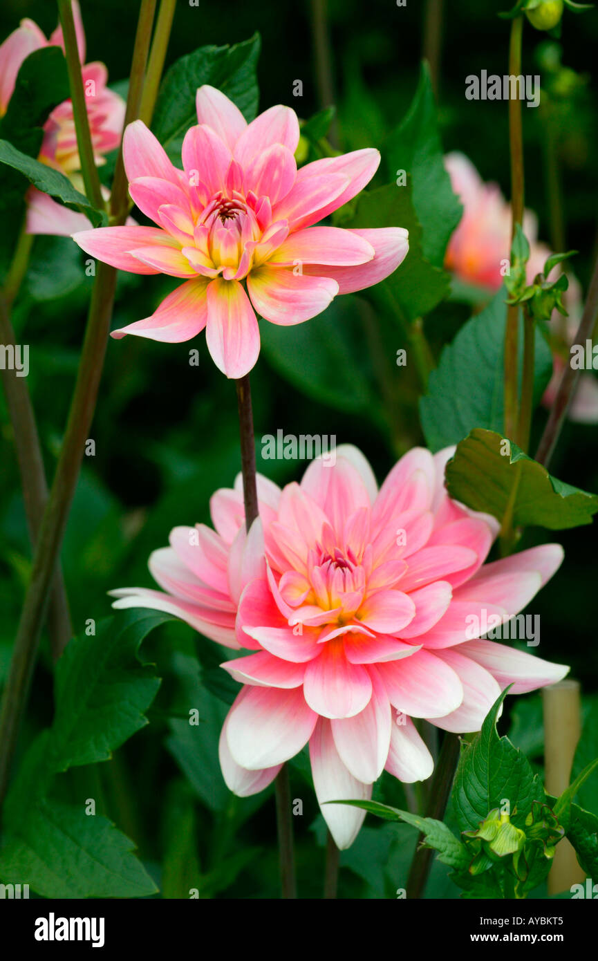 2 pink dahlias hi-res stock photography and images - Alamy
