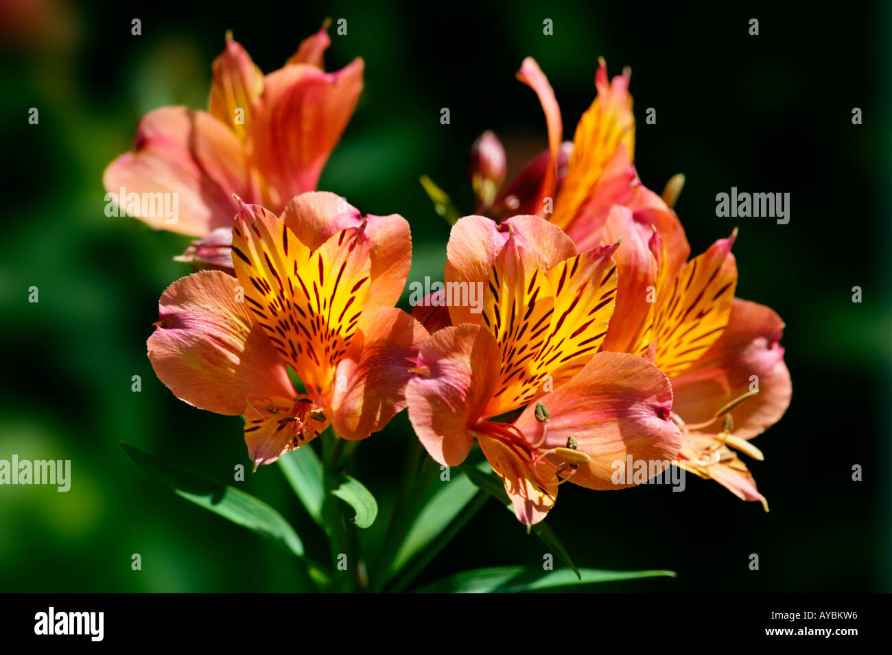 Alstroemeria 'Princess Frederika' 'Stabronza' (common name Peruvian lily). Close-up of flowers in August Devon UK. Stock Photo