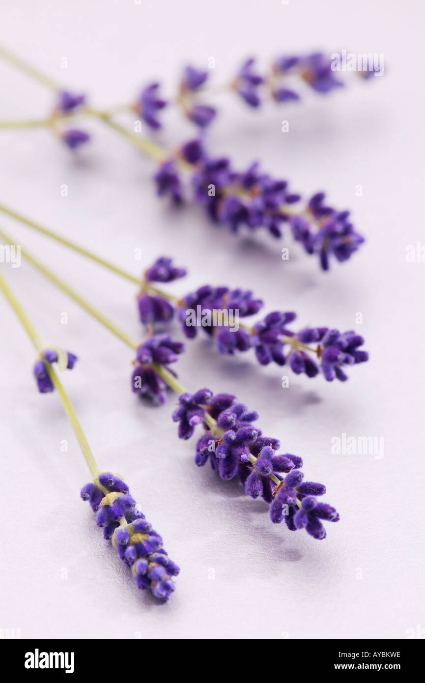 Cut flower stems of Lavandula angustifolia 'Hidcote' (Lavender Stock Photo Alamy