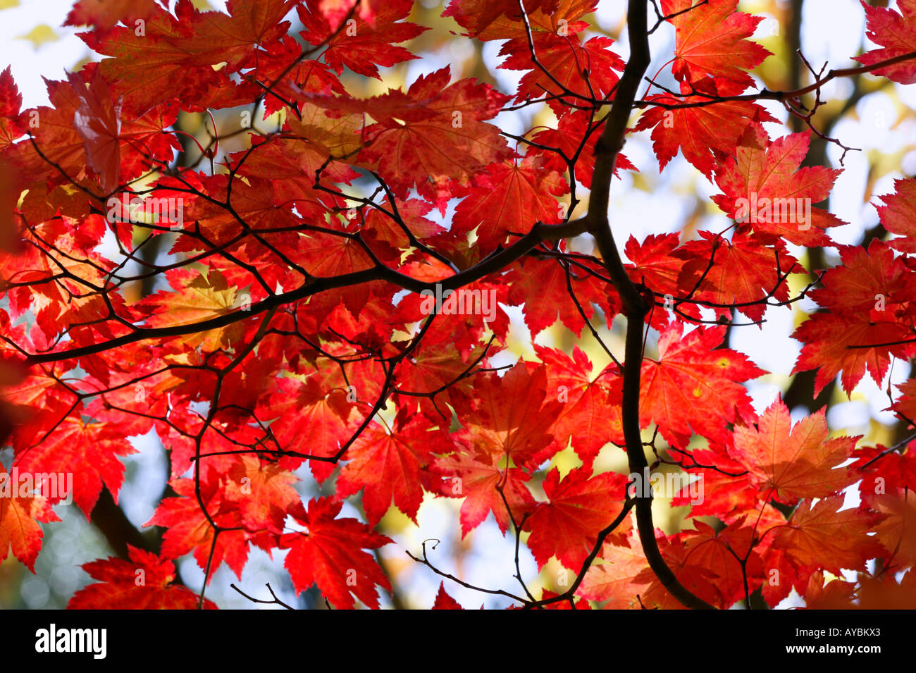 Full moon japanese maple hi-res stock photography and images - Alamy