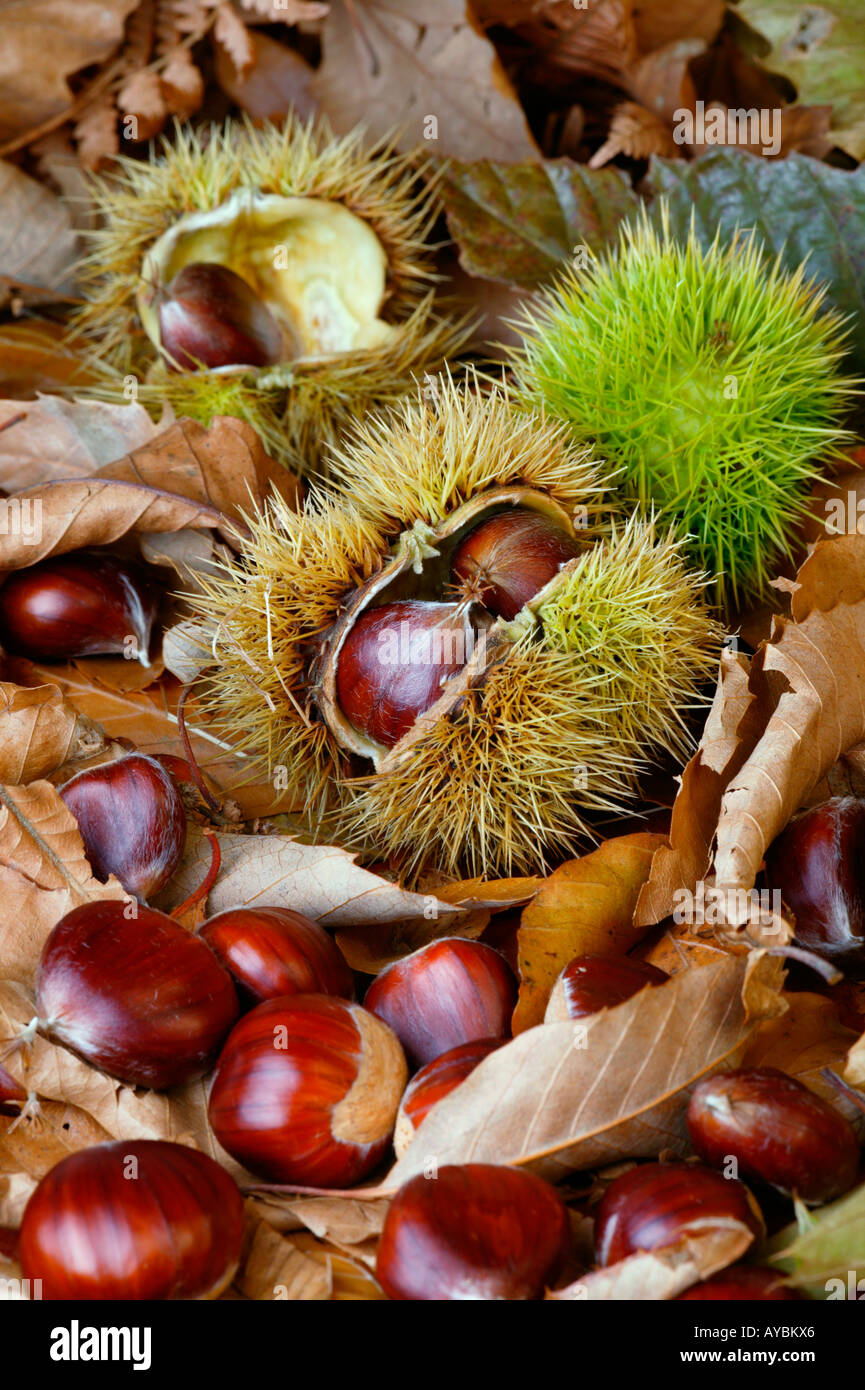 October Chestnut Castanea nut fruits hi-res stock photography and images - Alamy