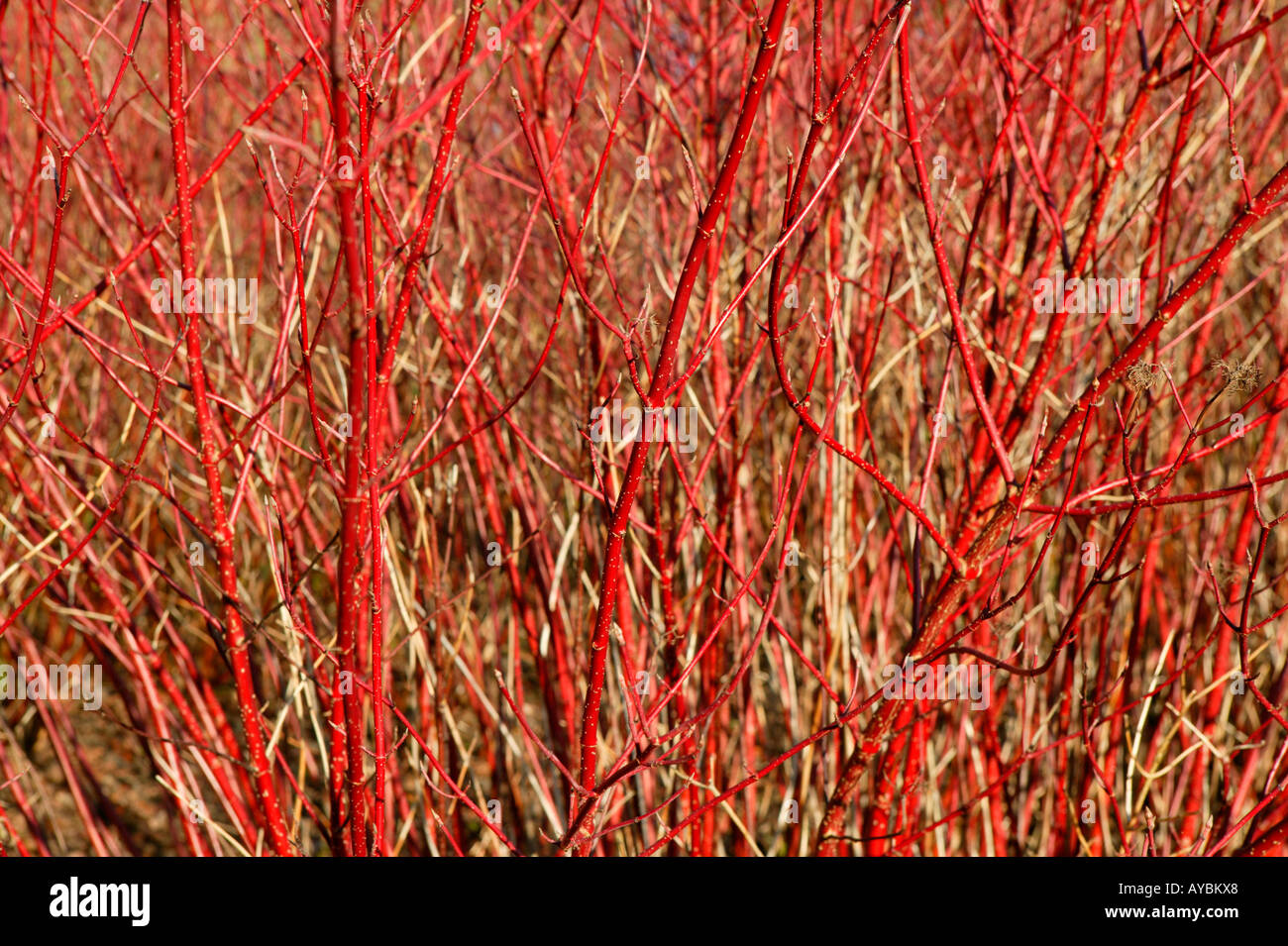 Cornus alba 'Sibirica' or Red barked dogwood. Bright red stems in winter. Gloucestershire UK. Stock Photo