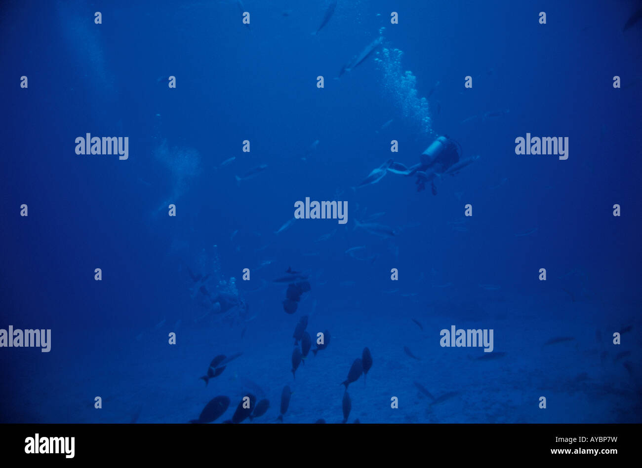 Scuba diving in hawaii hi-res stock photography and images - Alamy