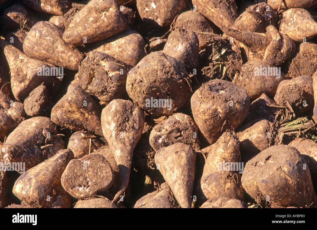 Sugar beet piled up after harvest Stock Photo
