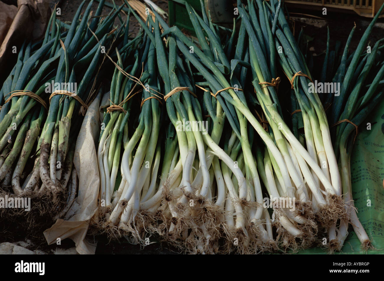 Only onions hi-res stock photography and images - Alamy