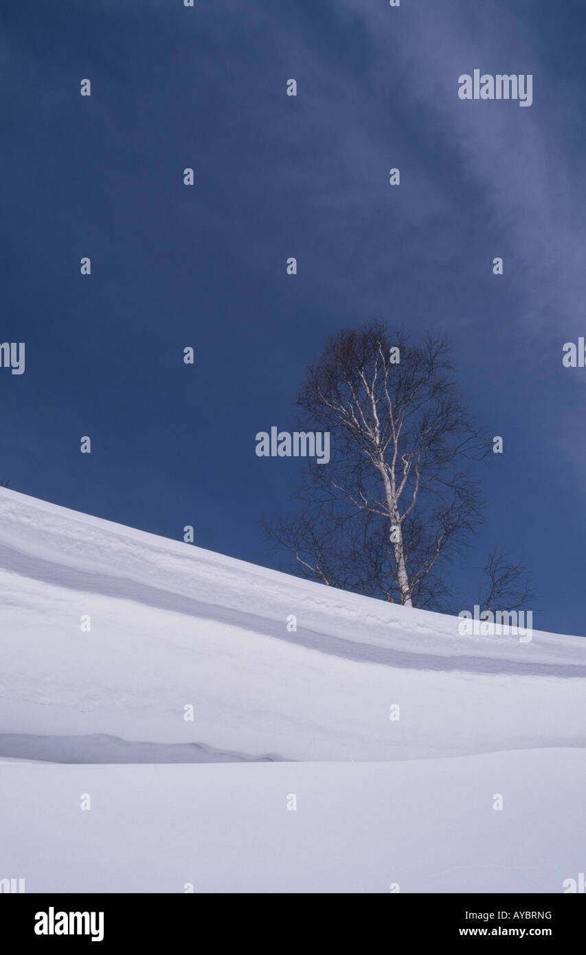 Tree on Snowy Hill Stock Photo - Alamy