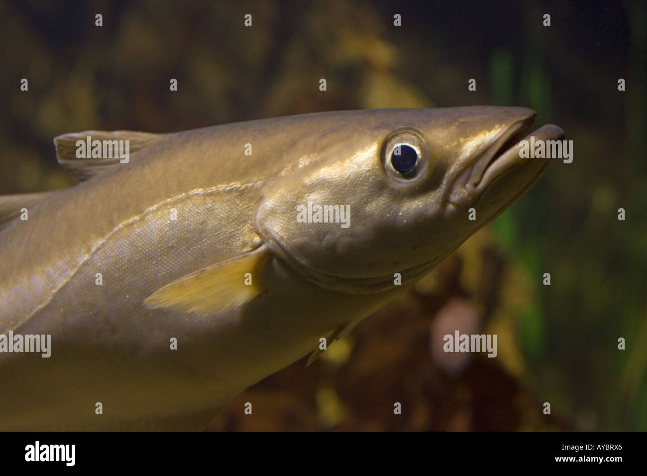 Head of Pollack Pollachius pollachius a member of the cod family