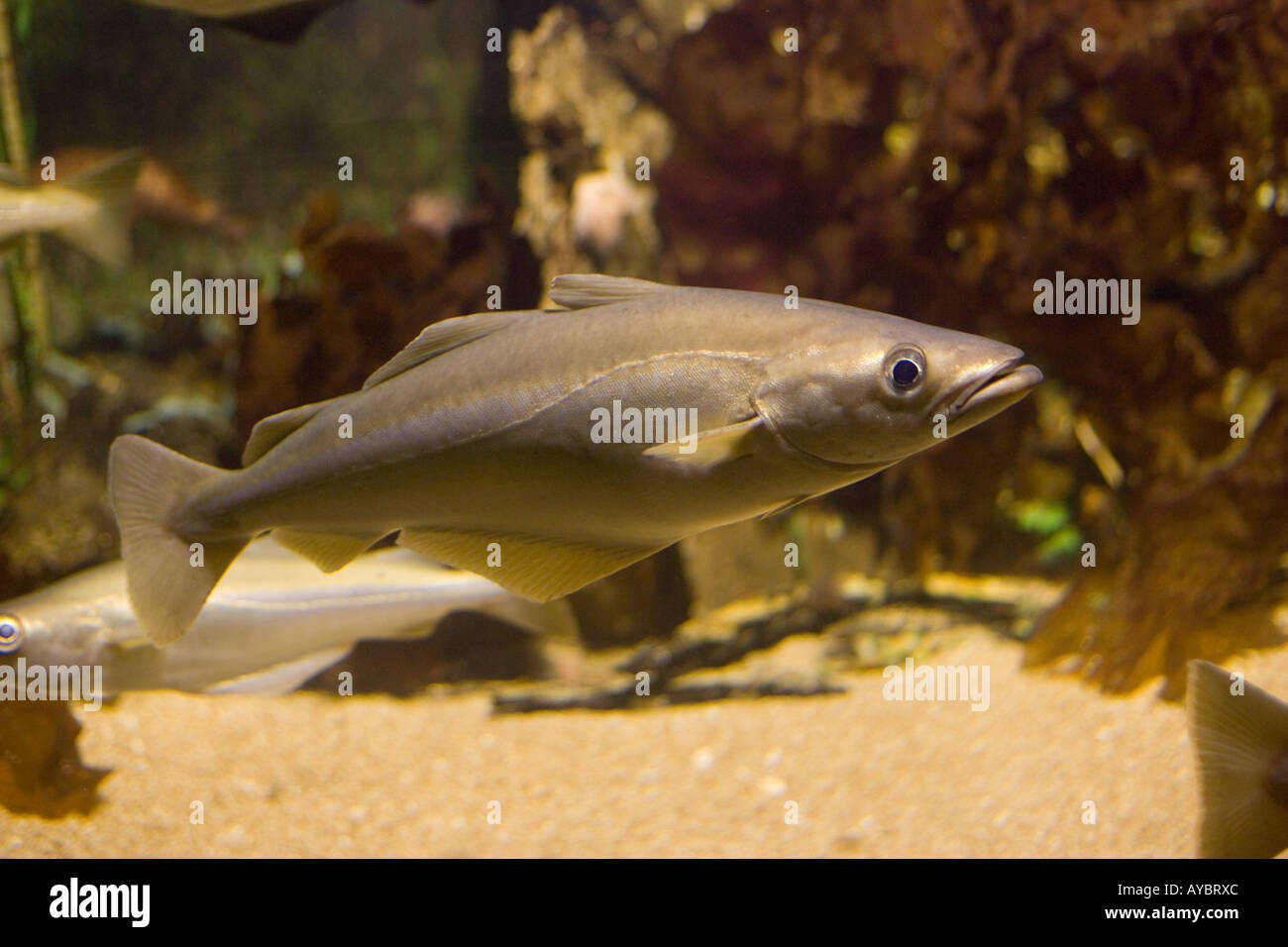 Pollack Pollachius pollachius a member of the cod family