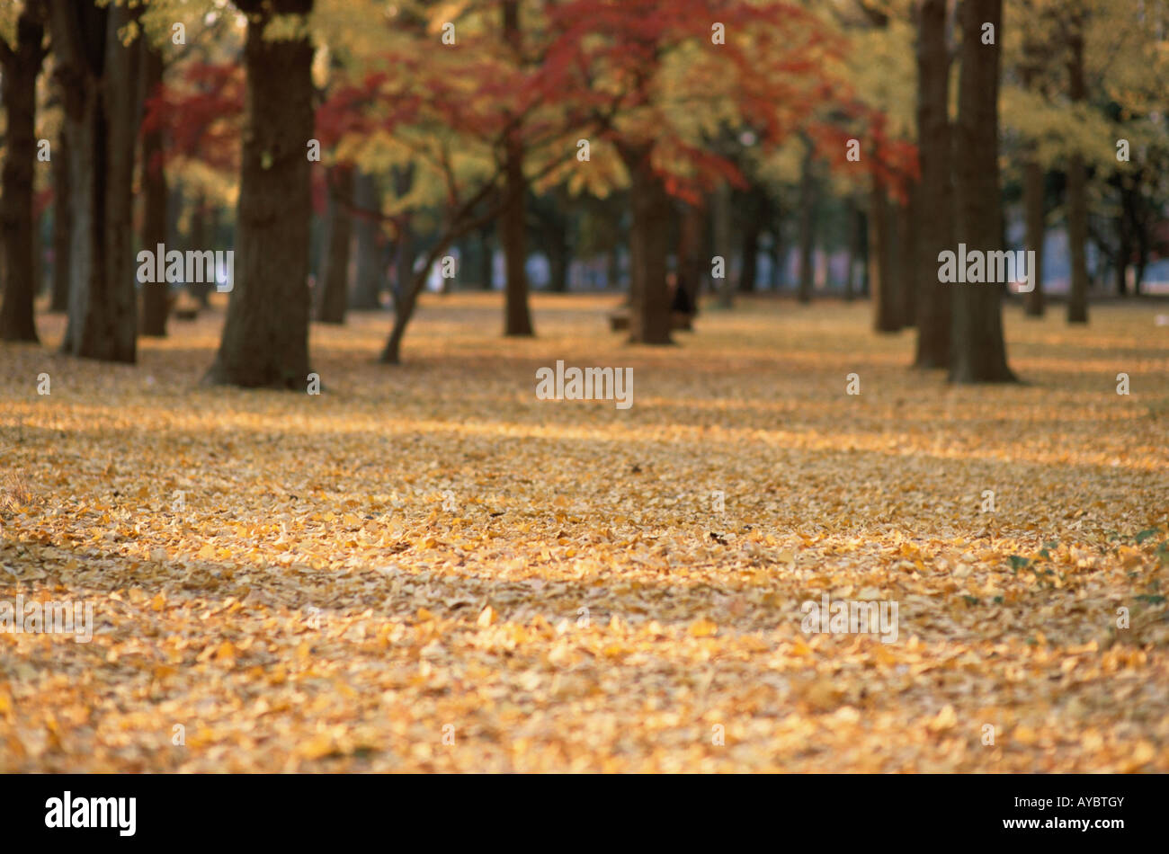 Forest in Autumn Stock Photo - Alamy