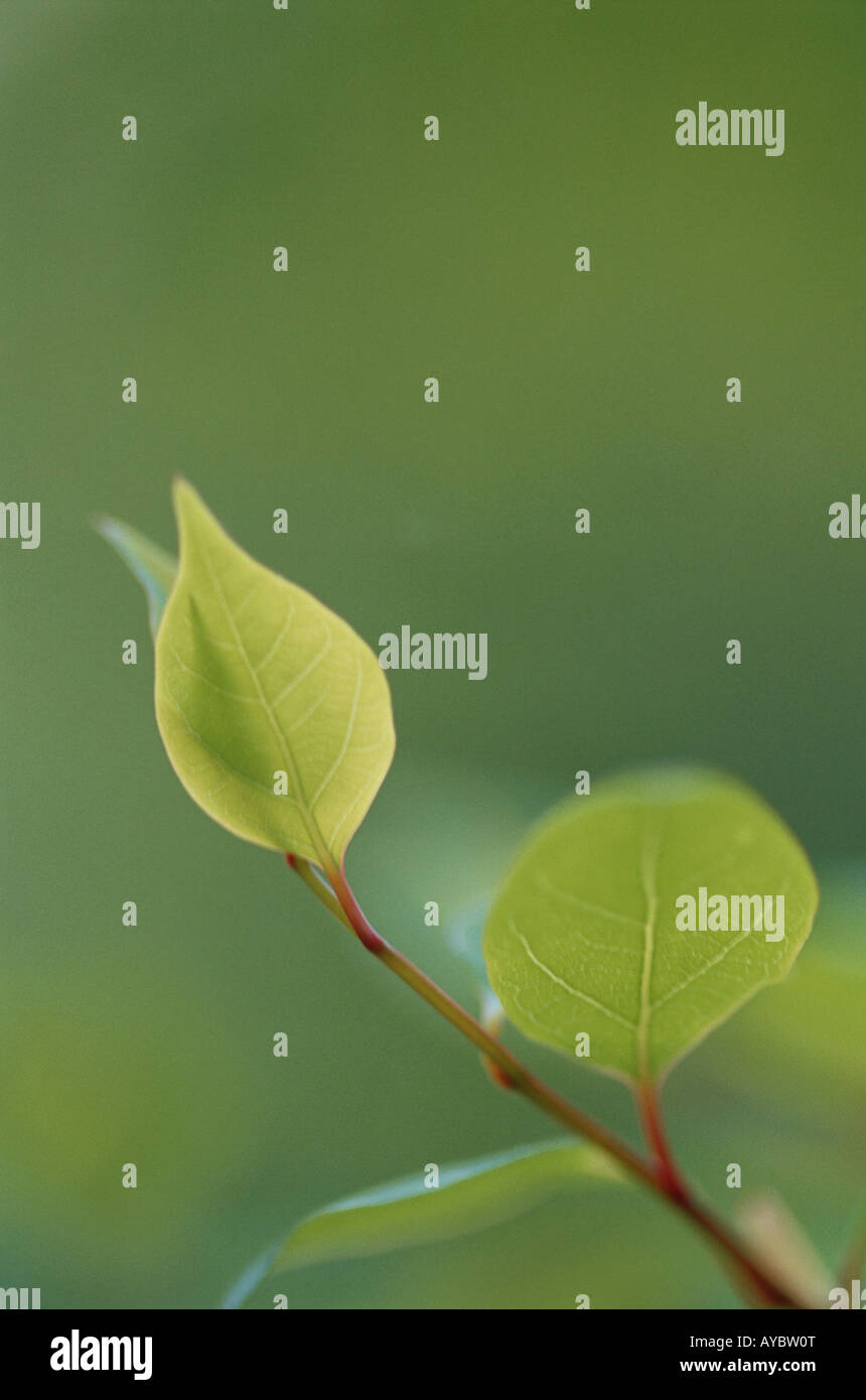 Green branches young leaves hi-res stock photography and images - Alamy