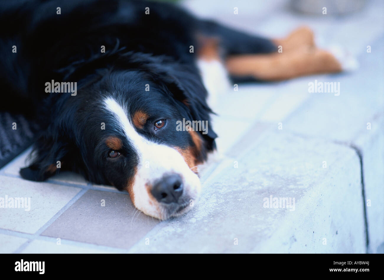 Dog on Pavement Stock Photo Alamy