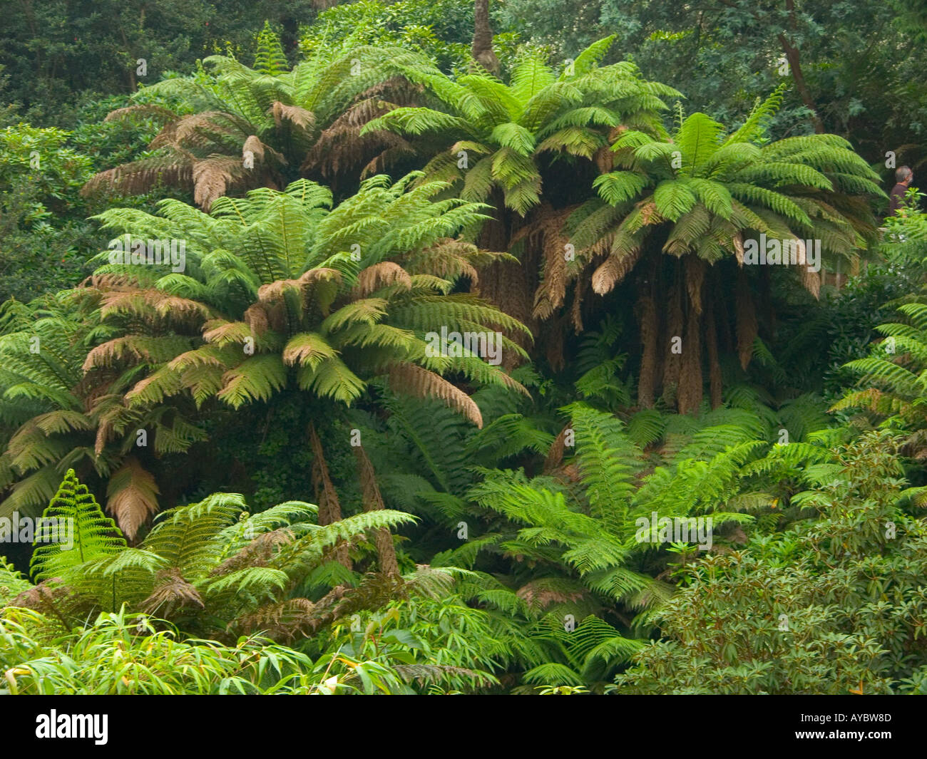 Lost Gardens of Heligan near Megavissey Cornwall England Stock Photo