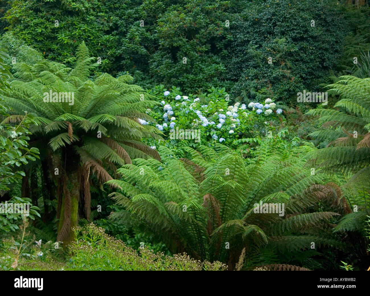 Lost Gardens of Heligan near Megavissey Cornwall England Stock Photo