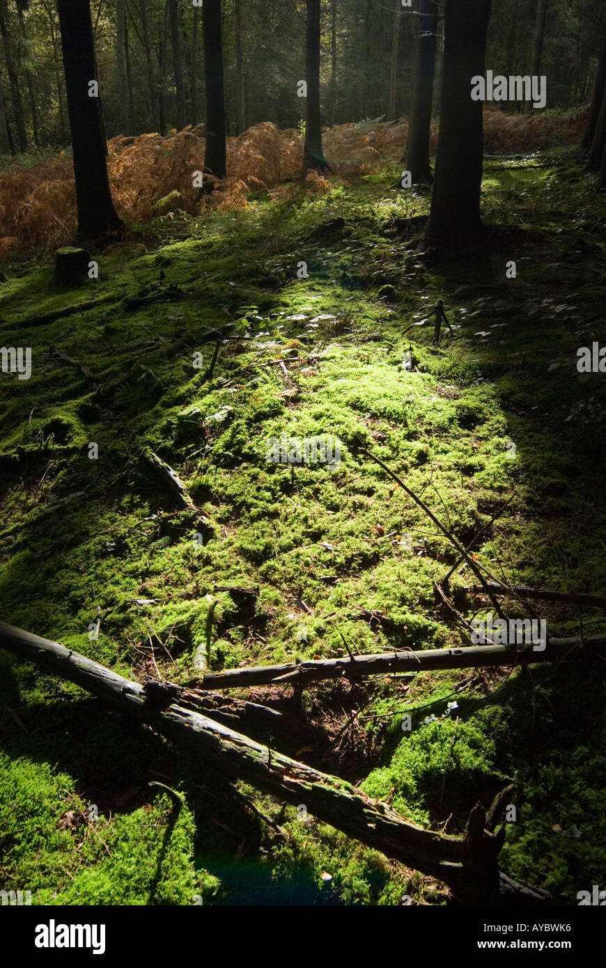 Royal Forest of Dean Gloucestershire England UK Autumn in the forest Stock Photo