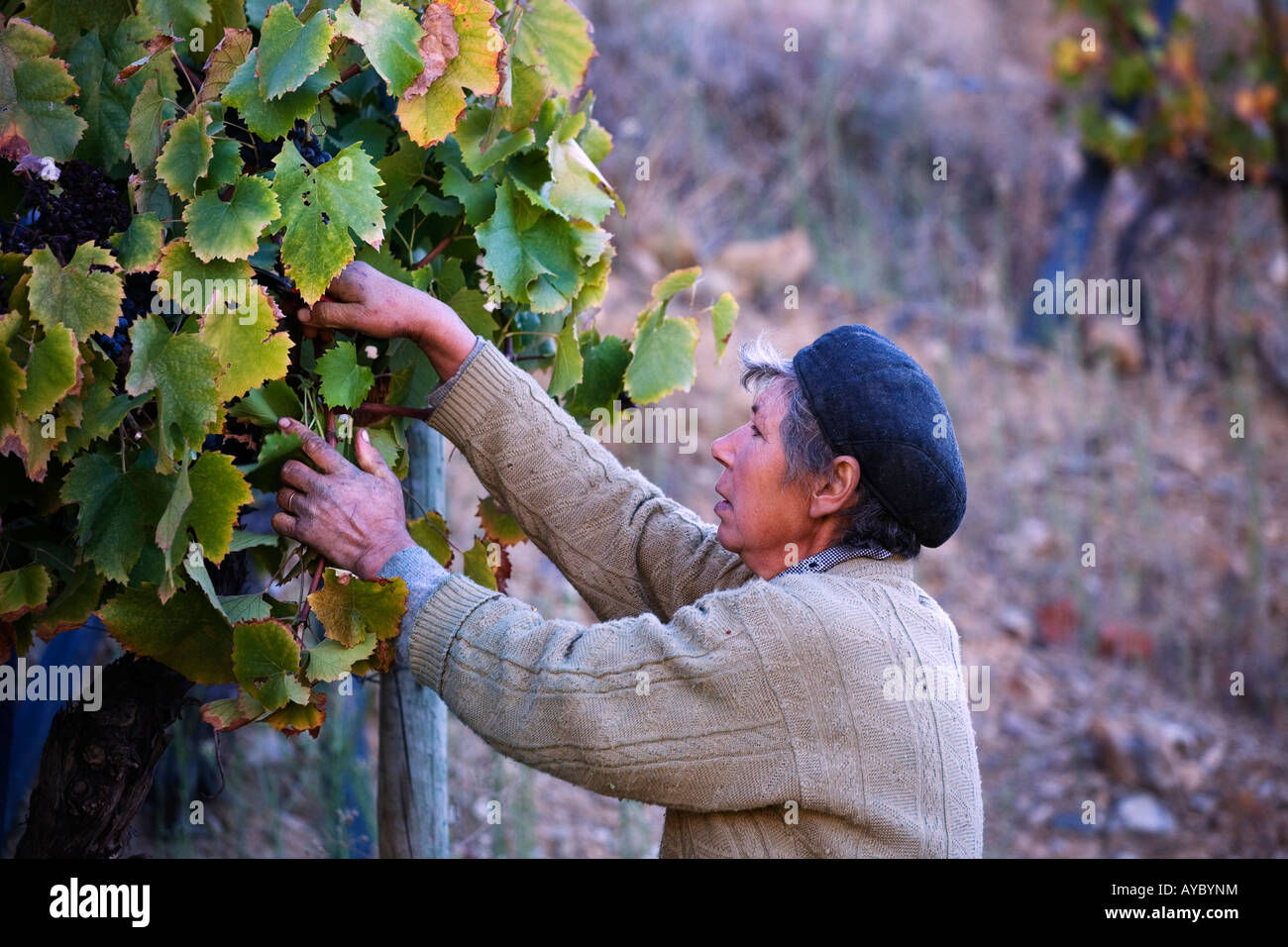 Portugal, Douro Valley, Pinhao. A Portuguese woman picks grapes during the september wine harvest in Northern Portugal. Stock Photo