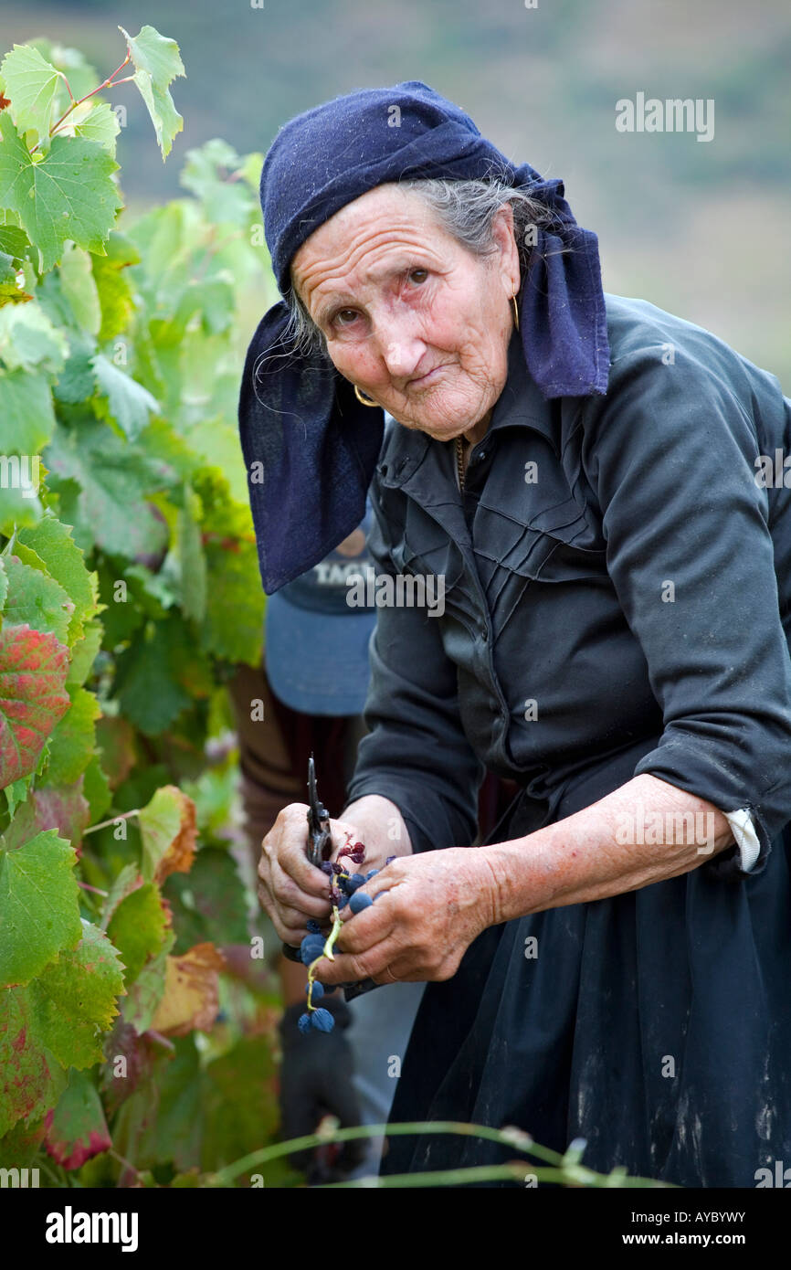 Portugal, Douro Valley, Pinhao. A traditional Portuguese woman picks grapes on the Churchills Wine Estate. Stock Photo