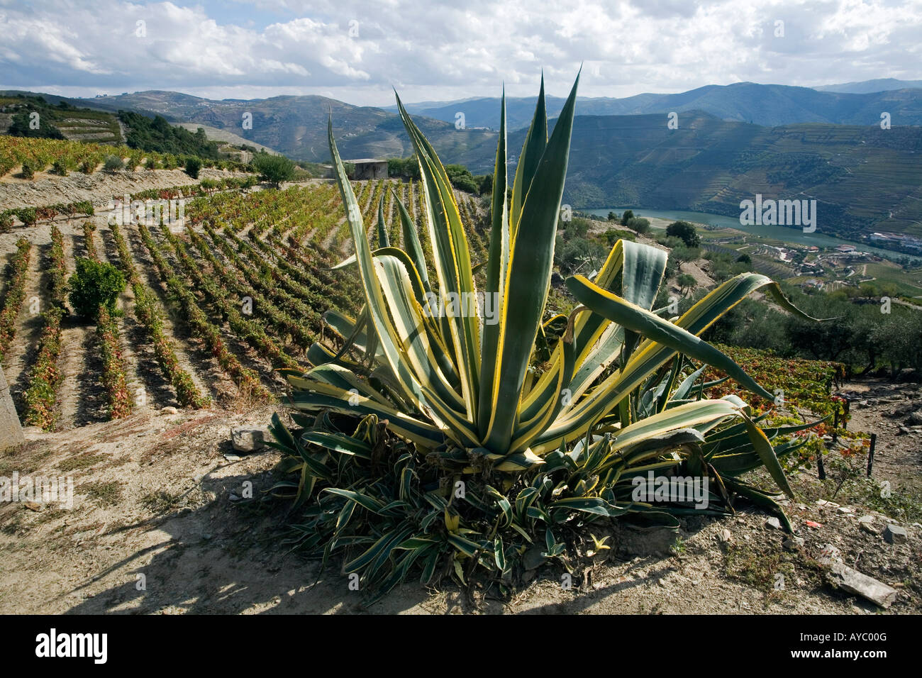 Portugal, Douro Valley, Pinhao. A cactus stands alone surrounded by  thousands of grape vines during the september wine harvest Stock Photo -  Alamy