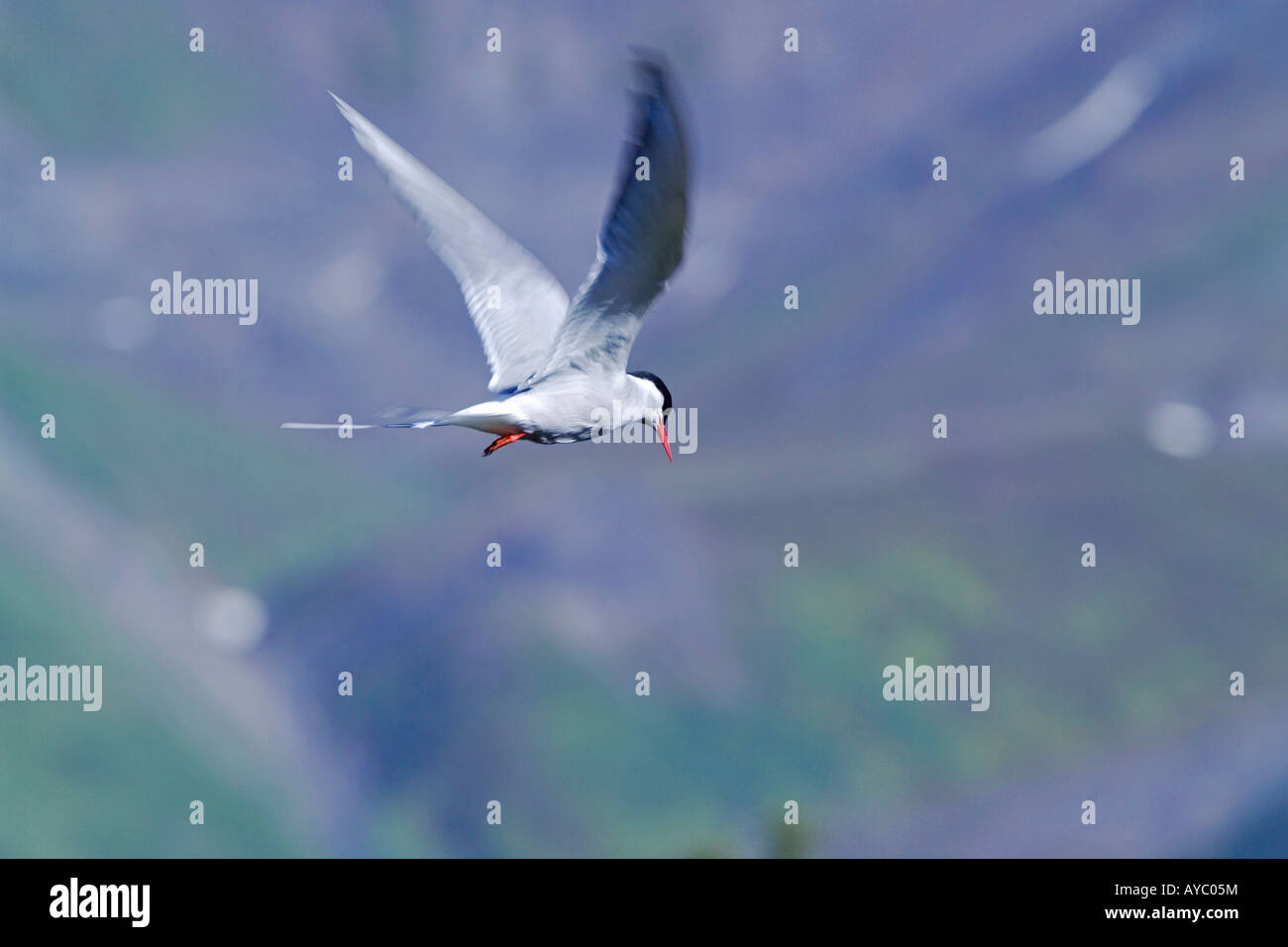 USA, Alaska. Arctic tern in the Alaska Range. Arctic terns have the longest migration of all birds, travelling up to 40,000 KM/year (25,000 miles). Stock Photo