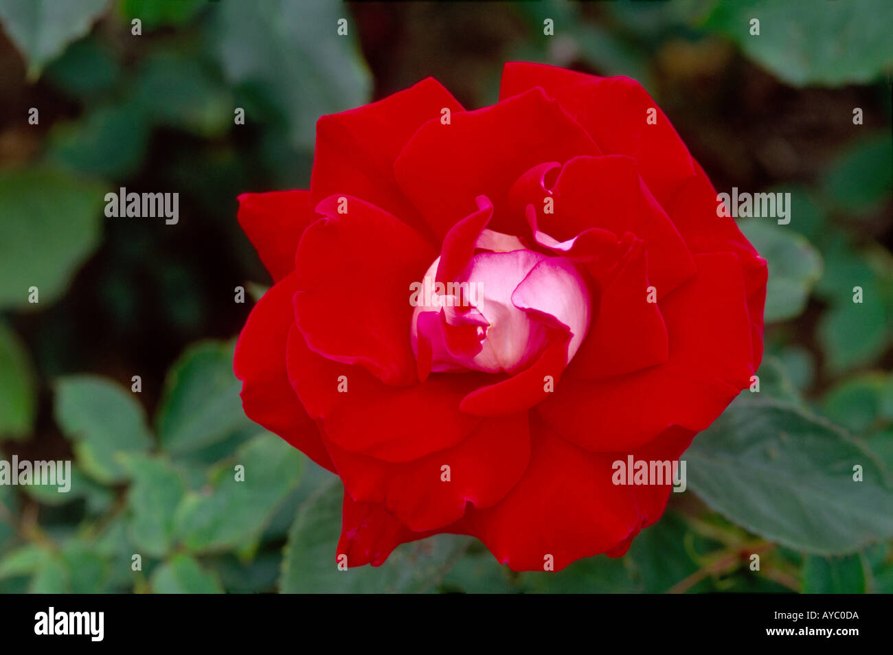 Aberdeen Roses Rose ORIANA Hazelhead Park Gardens Aberdeen Grampian Region North East ...