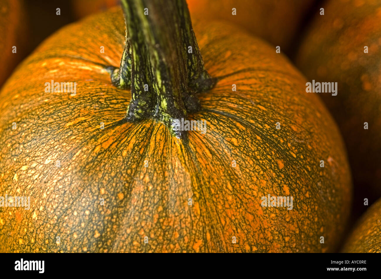 Pumpkins at farmers market in Connecticut Stock Photo