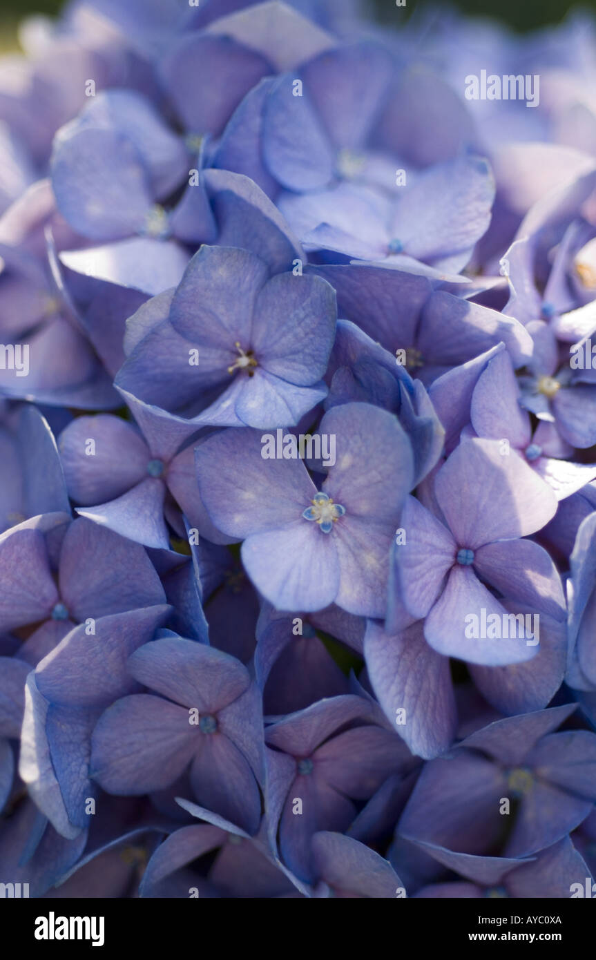 Blue violet flowers at Connecticut farm. Stock Photo