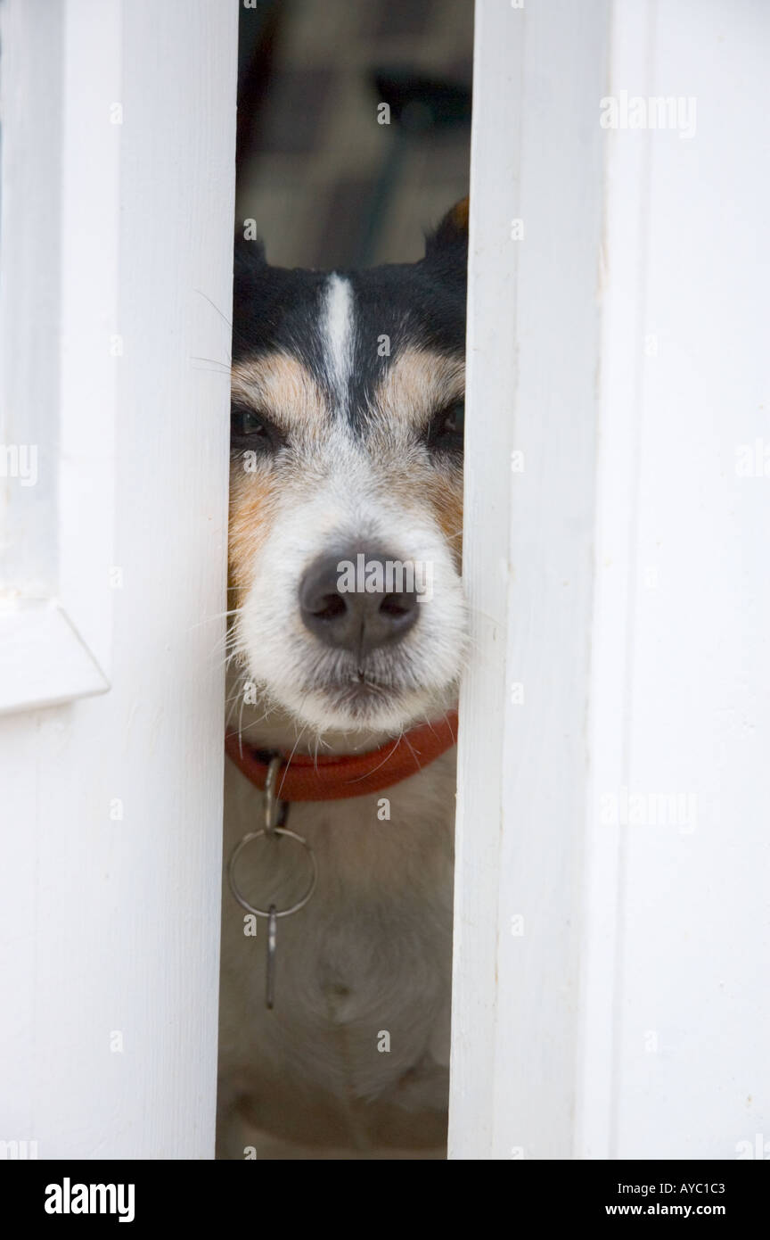 A Jack Russel Terrier Dog pokes it's nose through an open door. Stock Photo