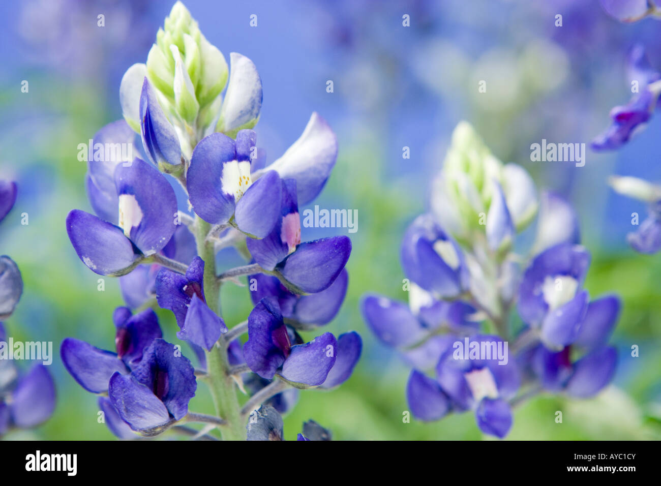 Bluebonnet Lupinus texensis Texas state flower Stock Photo