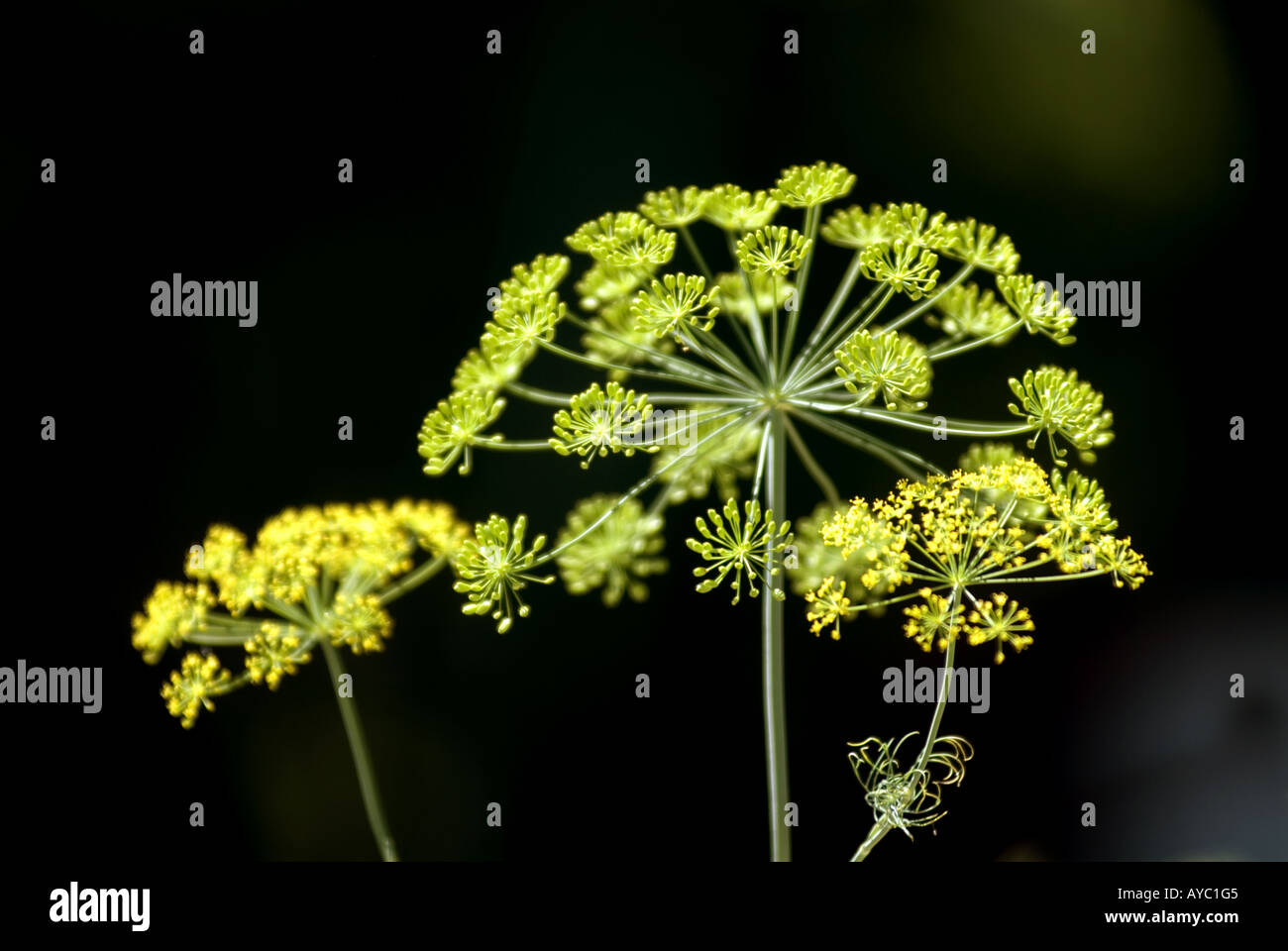 Delicate Dill Anethum Graveolens floral still life Stock Photo
