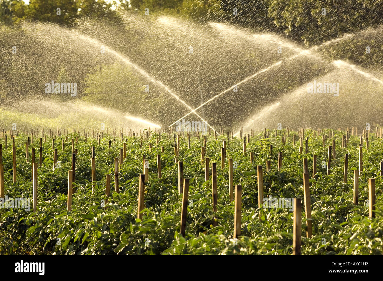Irrigation sprays watering farm crops Stock Photo Alamy