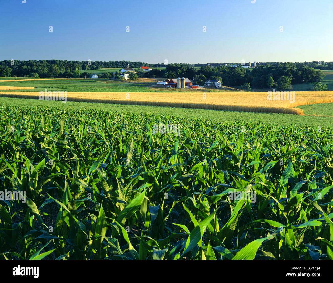 CORN ALFALFA AND WHEAT GROWING ON DAIRY FARM PENNSYLVANIA Stock Photo ...