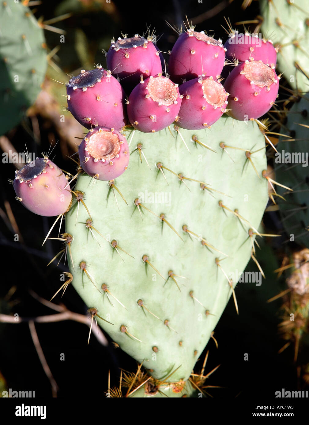 Cactus and prickly pear. Stock Photo