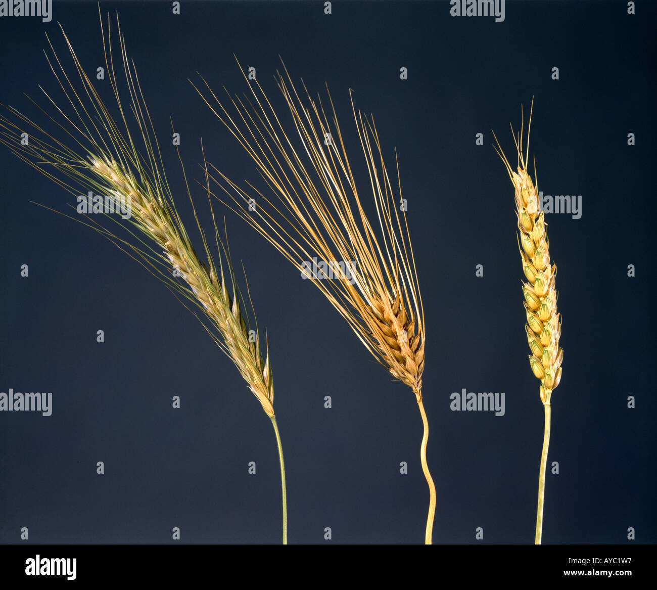 Wheat Barley Best Seller Mail full mark ar wheat-barley-best-seller-mail-full-mark-ar