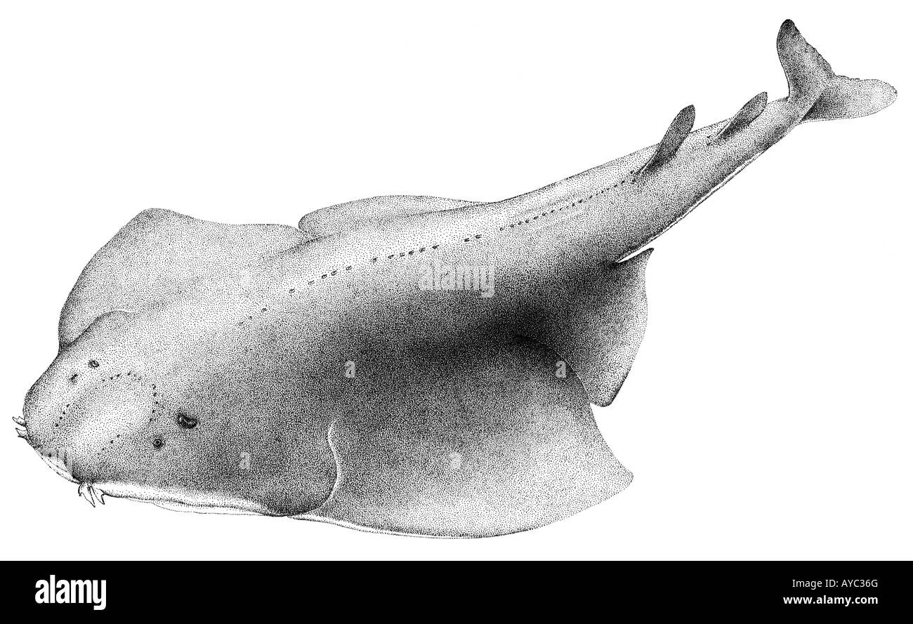 Angelshark, Angel Shark, Monkfish (Squatina squatina, Rhina squatina, Squatina angelus), drawing Stock Photo