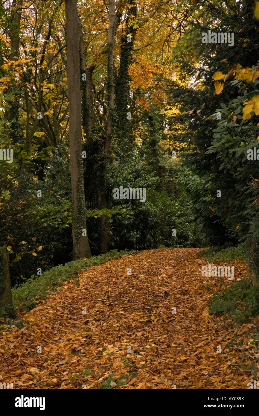 Track covered in autumn leaves Stock Photo - Alamy