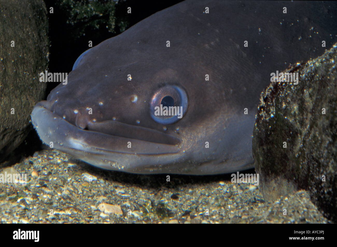Anguilla Fish High Resolution Stock Photography And Images Alamy