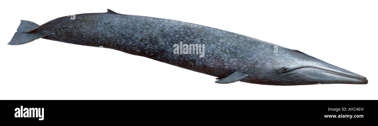 Blue Whale (Balaenoptera musculus), drawing. Largest animal ever to live Stock Photo
