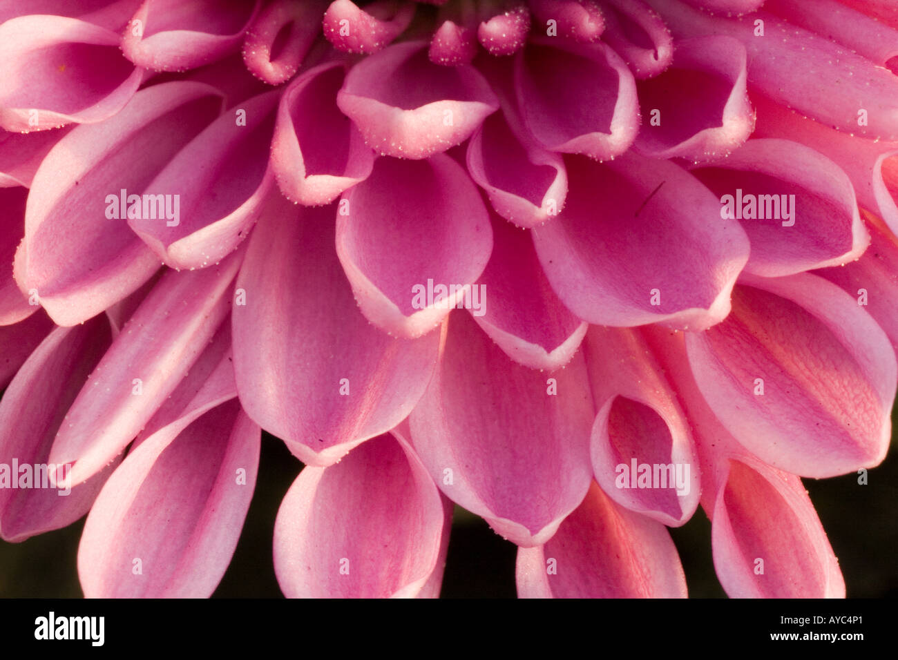 Chrysanthemum field china hi-res stock photography and images - Alamy