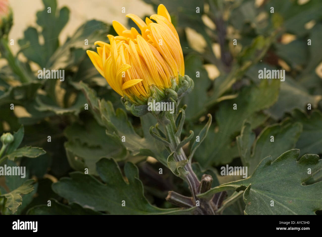 Chrysanthemum field china hi-res stock photography and images - Alamy
