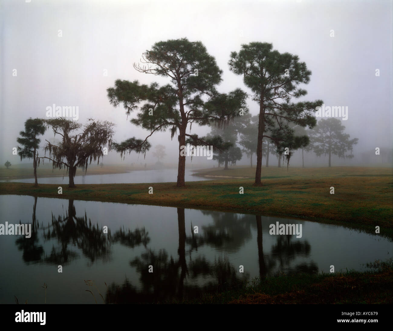 Fog hangs over a Florida wetland and silhouettes Loblolly Pine trees draped with Spanish Moss Stock Photo