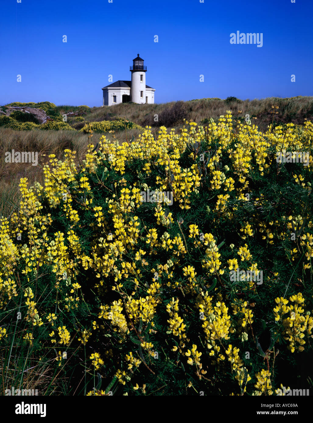 Coquille River lighthouse at Bandon on the Oregon Coast with yellow blooming False Lupine filling the foreground Stock Photo