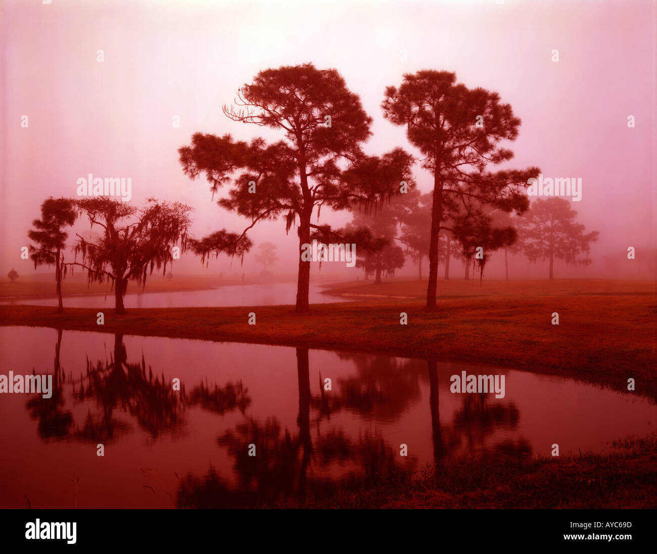 Fog hangs over a Florida wetland and silhouettes Loblolly Pine trees draped with Spanish Moss Stock Photo