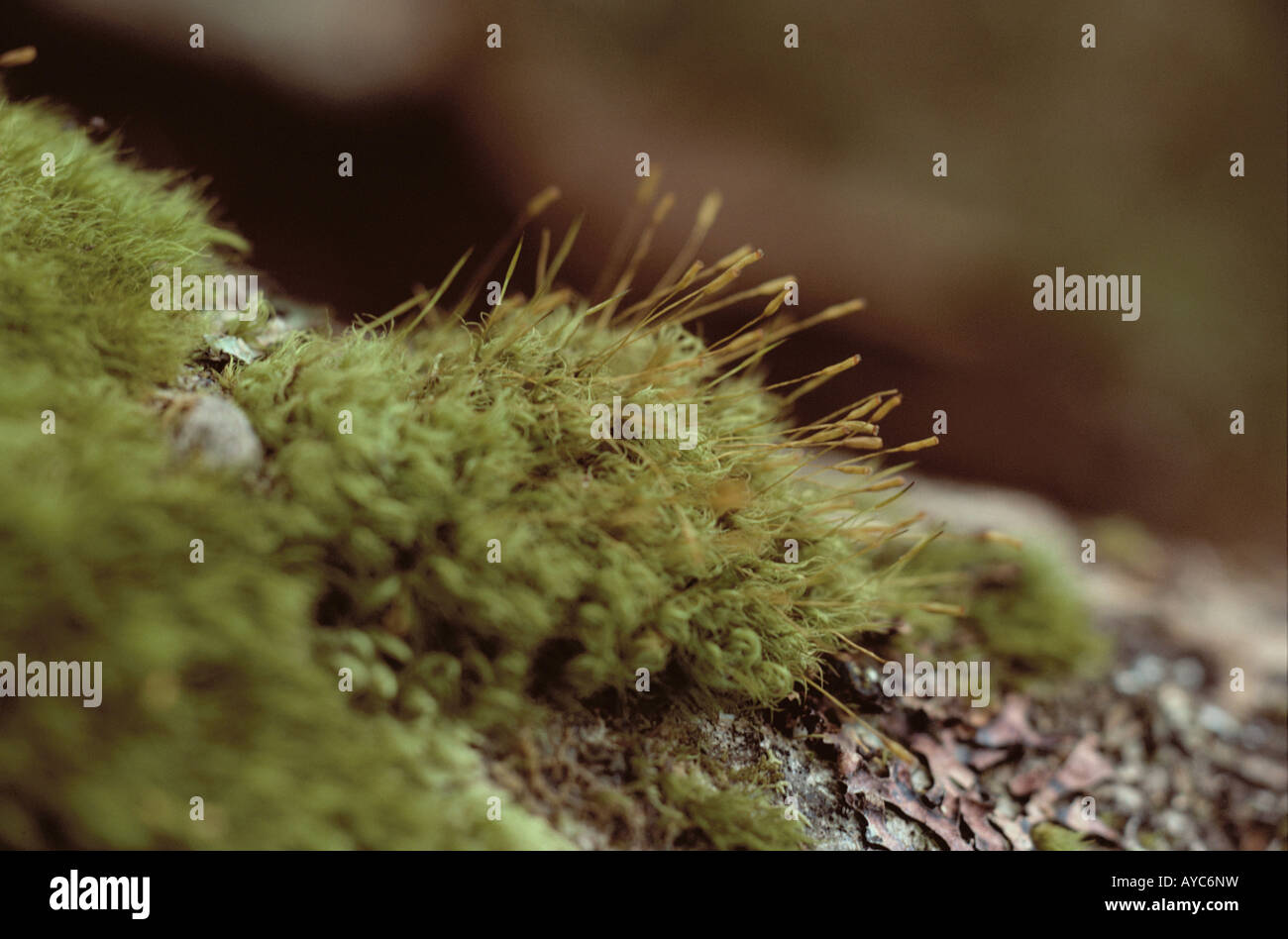 Sporophytes of Moss Stock Photo
